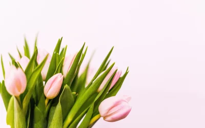Des tulipes qui tiennent