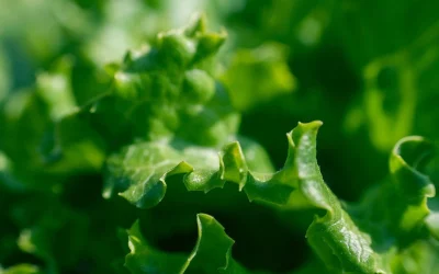 Comment rafraîchir la salade ?